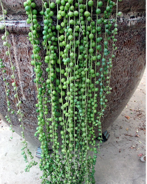 Senecio Rowleyanus String of Pearls SSE-1025 | Simply Succulents®