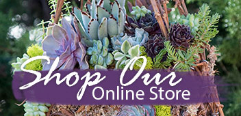 Simply Succulents Succulent Plants For Our Online