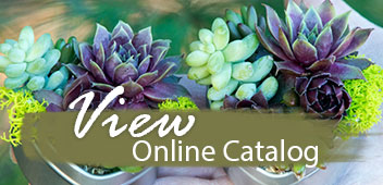 Simply Succulents Succulent Plants For View Online Catalog