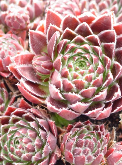 Photos of Succulents | Types of Succulent Plants